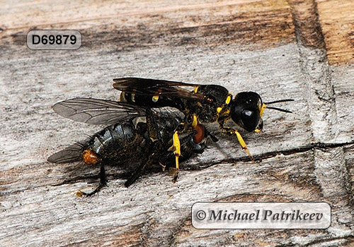 Ectemnius continuus